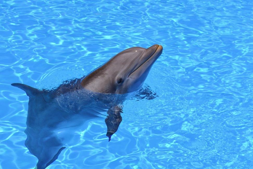 Cuanto Aguanta Un Delfin Bajo El Agua